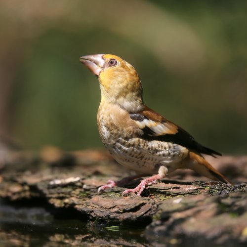 10020_appelvink-juveniel_coccothraustes-coccothraustes