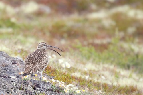 10620_regenwulp_numenius-phaeopus