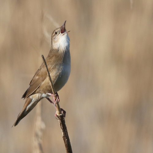 10670_snor_locustella-luscinioides