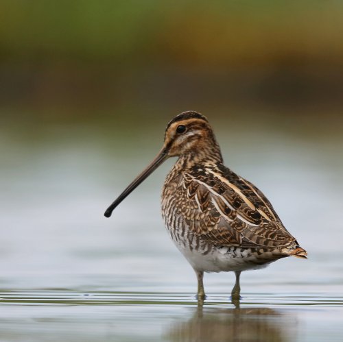 10875_watersnip_gallinago-gallinago