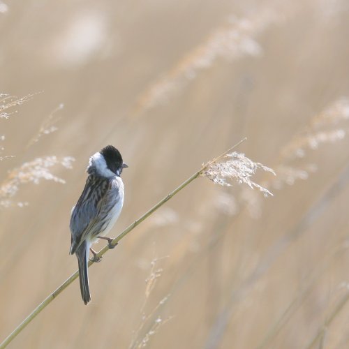 10630_rietgors-man_emberiza-schoeniclus