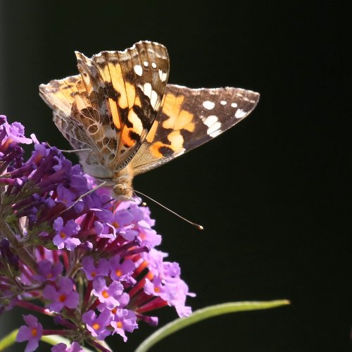 20120_distelvlinder_vanessa-cardui_insecten