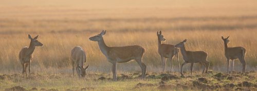 20131_edelhert-hinde_cervus-elaphus_zoogdieren
