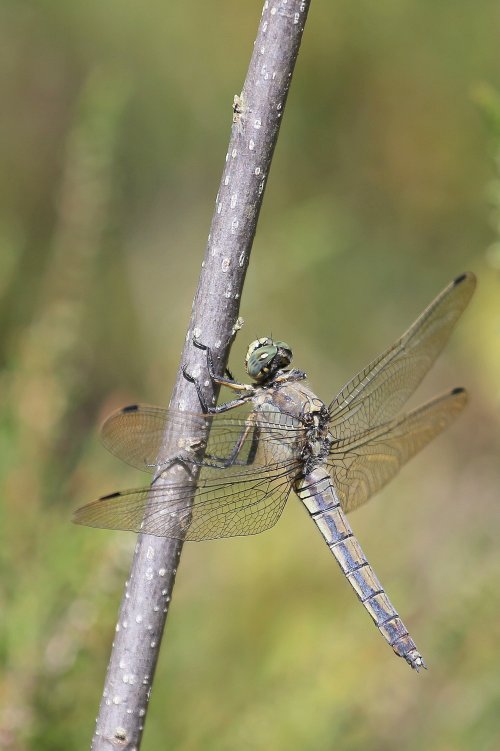 20220_gewone-oeverlibel_orthetrum-cancellatum_insecten