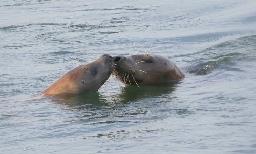 20230_grijze-zeehond_halichoerus-grypus_zoogdieren