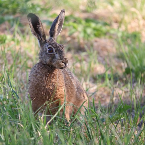 20240_haas_lepus-europaeus_zoogdieren