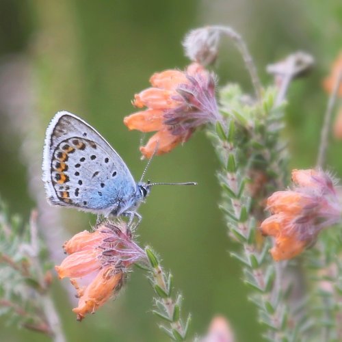 20250_heideblauwtje_plebejus-argus_insecten