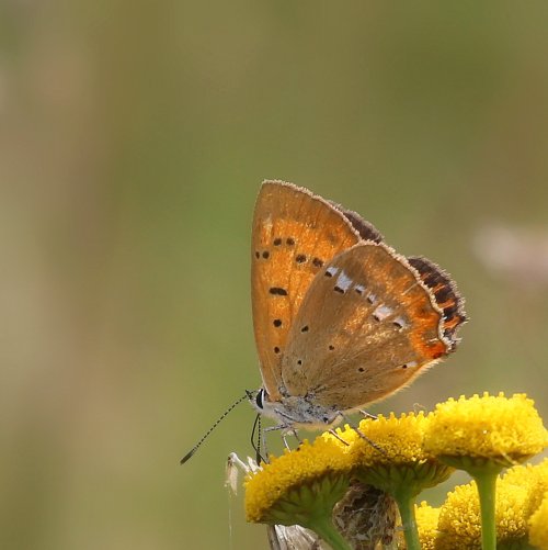 20470_morgenrood_lycaena-virgaureae_insecten