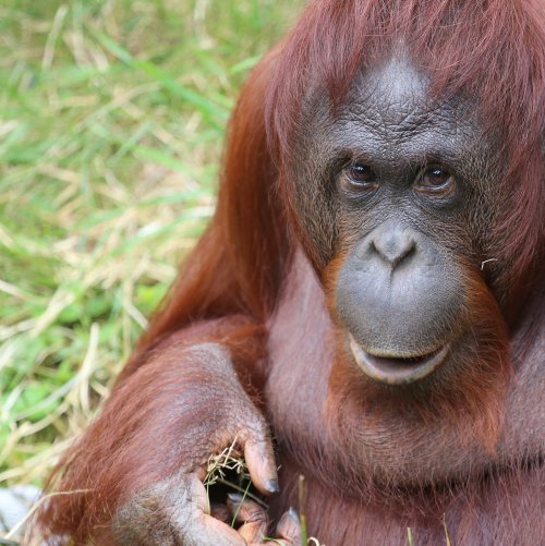 20550_orang-oetan_pongo-pigmaeus_zoogdieren
