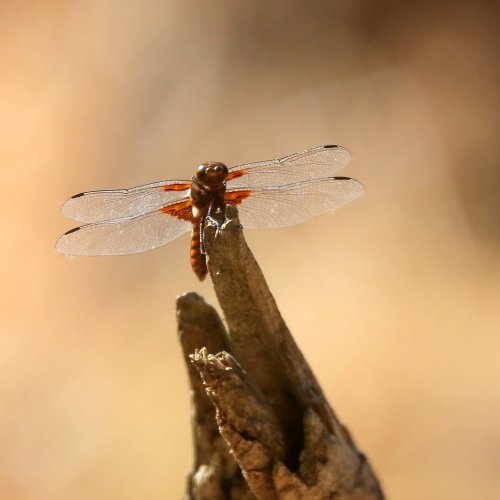 20580_platbuik_libellula-depressa_insecten