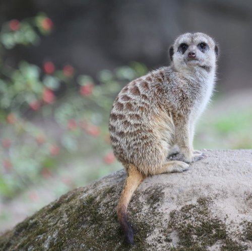 20680_stokstaartje_suricata-suricatta_zoogdieren