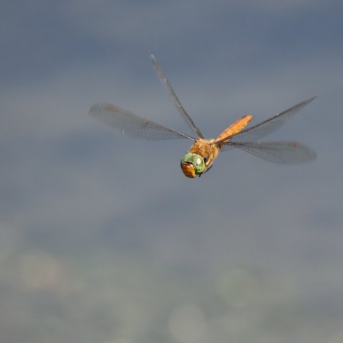 20850_vroege-glazenmaker_aeshna-isoceles_insecten