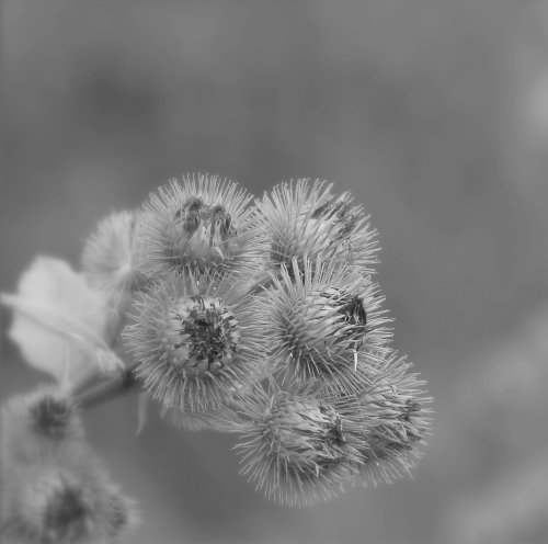 50220_grote-klit_arctium-lappa