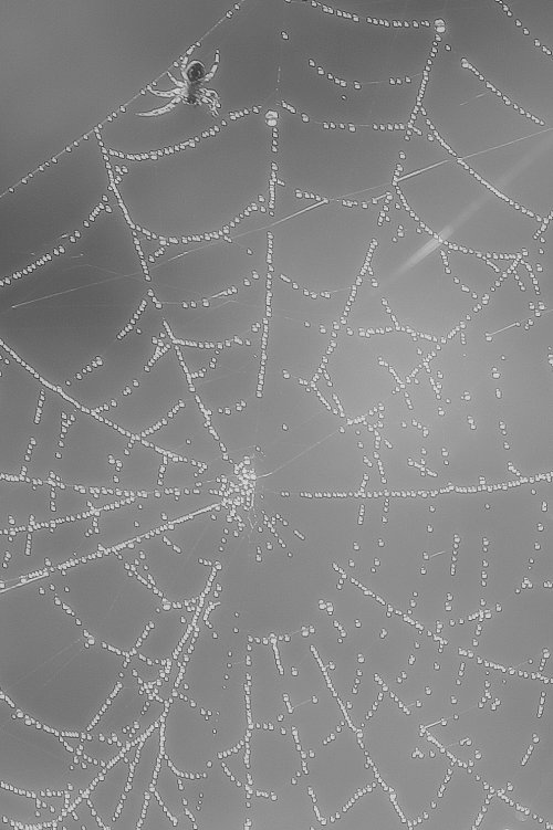 50671_spinnetje-in-tegenlicht_goudse-hout_gouda
