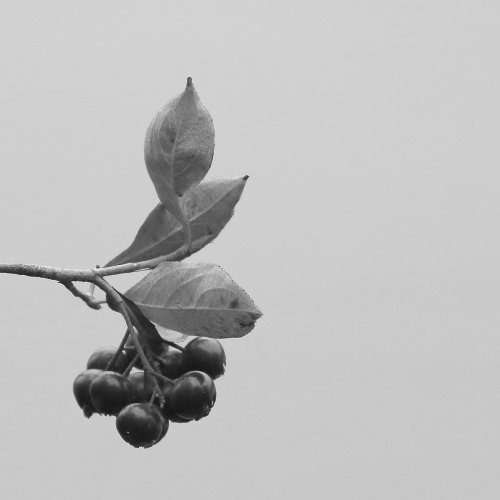 50675_sporkehout_frangula-alnus