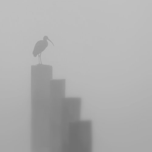 50990_zwarte-ibis_plegadis-falcinellus
