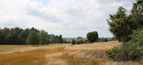 30070_bispingerheide_bispingen_duitsland