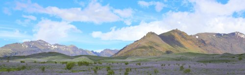 30450_lupinevelden_ijsland