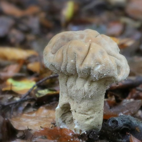 40575_plooivoetstuifzwam_paddenstoelen