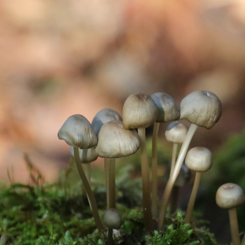 40495_mycena-onbekend_mycena-spec_paddenstoelen