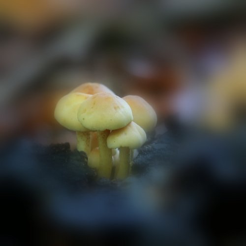 40210_gewone-zwavelkop_hypholoma-fasciculare_paddenstoelen