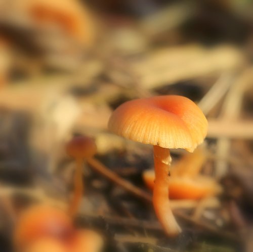 40540_oranjegeel-trechterje_rickenella-fibula_paddenstoelen