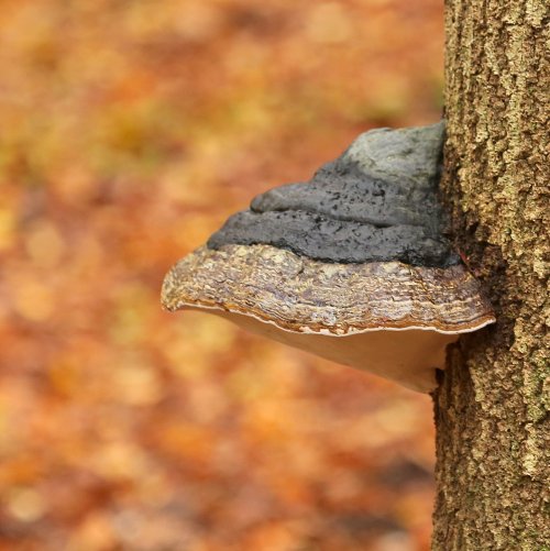 40160_echte-tonderzwam_fomes-fomentarius_paddenstoelen