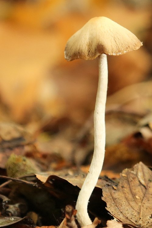 40150_dooiergele-mestzwam_bolbitius-titubans_paddenstoelen