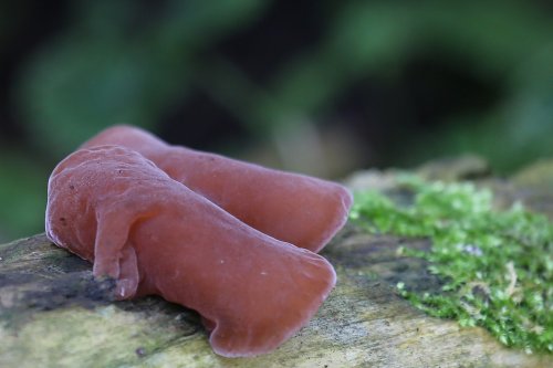 40163_echt-judasoor_auricularia-auricula-judea_paddenstoelen