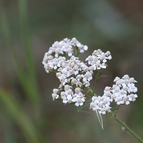 40155_duizendblad_achillea-millefolium_planten