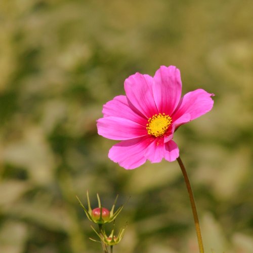 40090_cosmos_cosmos_bipinnatus_planten