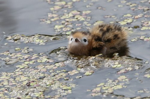 10986_zwarte-stern_jong_chlidonias-_niger