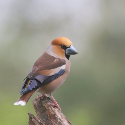 10019_appelvink-man_coccothraustes-coccothraustes