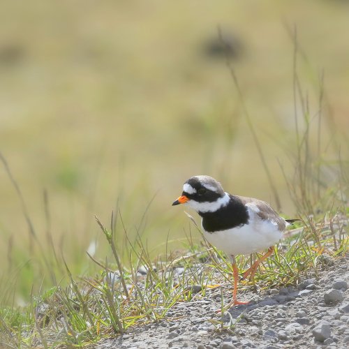 10065_bontbekplevier_charadrius-hiaticula