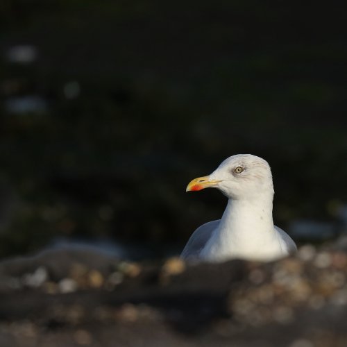 10930_zilvermeeuw__lagus-argentatus