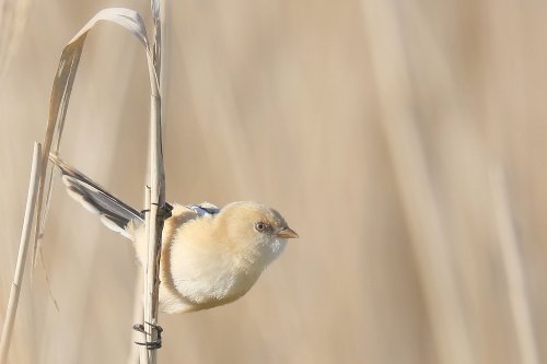 10041_baardmannetje_juveniel_panurus-biarmicus