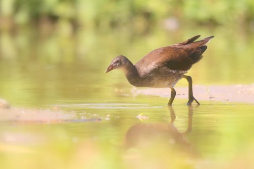 10860_waterhoen-juveniel_gallinula-chloropus