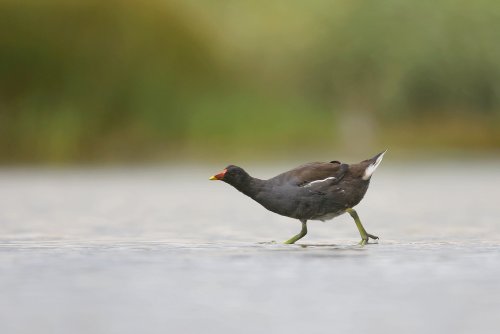10859_waterhoen_gallinula-chloropus