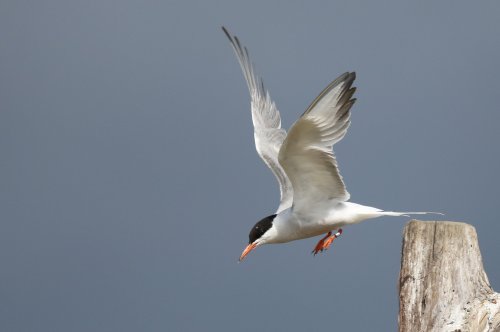 10810_visdief_sterna-hirundo