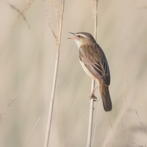 10641_rietzanger_acrocephalus-schoenobaenus