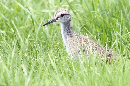 10783_tureluur-pul_tringa-totanus