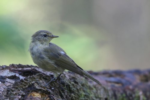 10720_tjiftjaf-juveniel_phylloscopus-collybita