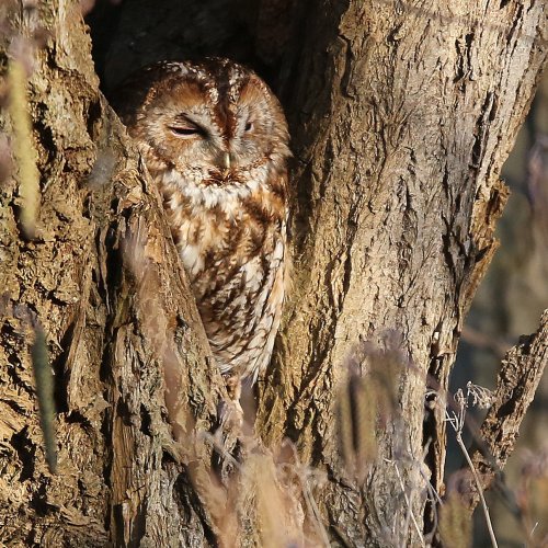 10085_bosuil_strix-aluco