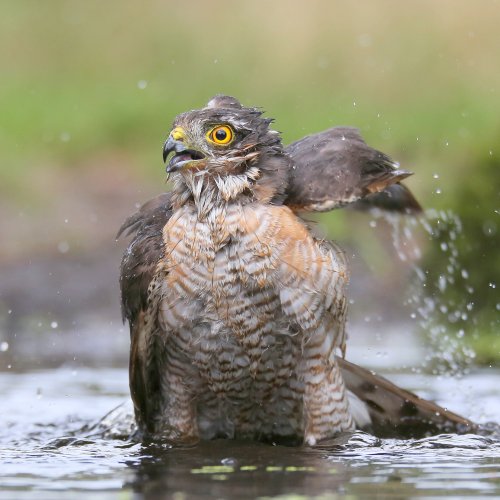 10675_sperwer_man_falco-nisus