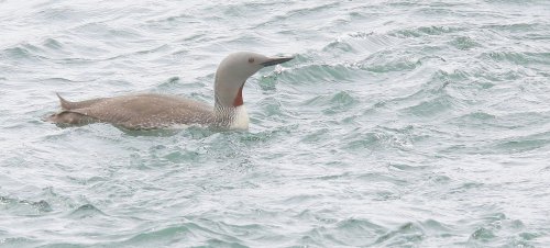 10645_roodkeelduiker-man_gavia-stellata
