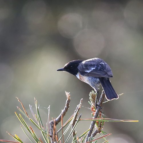 10644_roodborsttapuit-man_saxicola-rubricola
