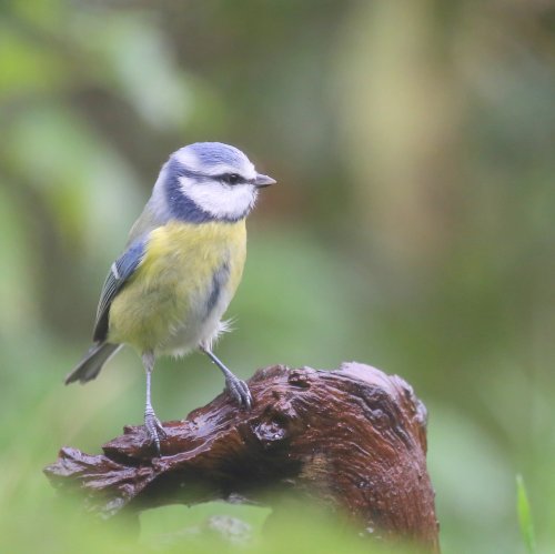 10575_pimpelmees_parus-caeruleus