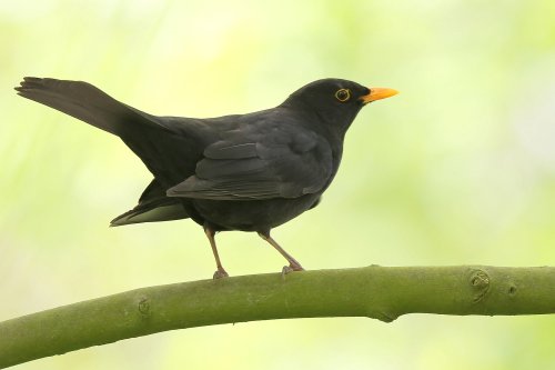10460_merel-man_turdus-merula