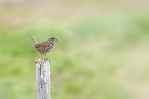 10370_koperwiek_turdus-iliacus