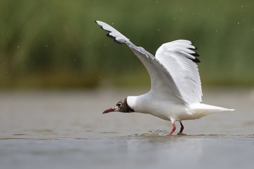 10363_kokmeeuw_chroicocephalus-ridibundus